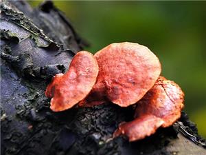 【源宇生物科技】為什么破壁靈芝孢子粉小孩不能吃？